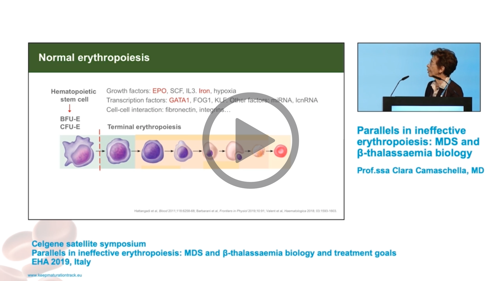 Parallels_in_ineffective_erythropoiesis_MDS_and_ƒ-thalassaemia_biology_Thumbnail