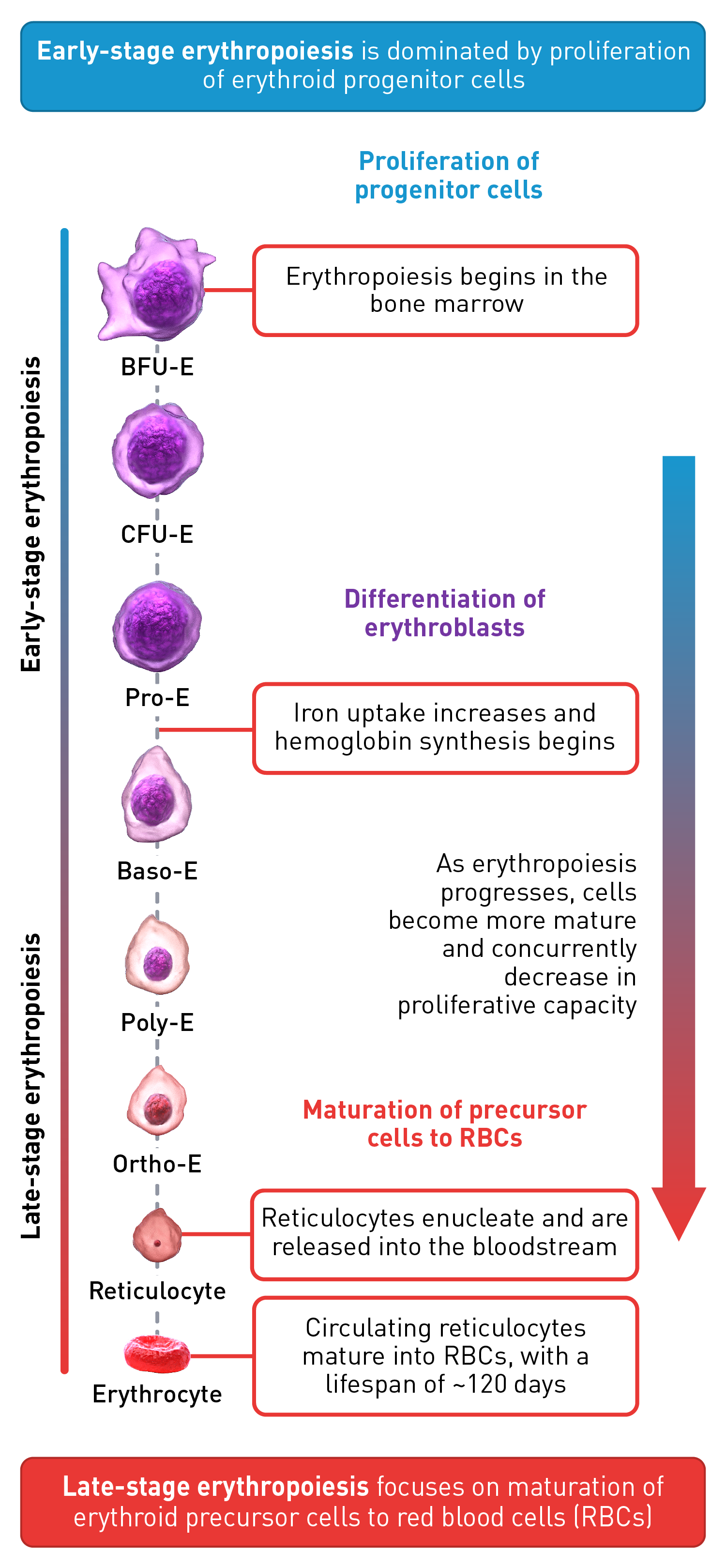 understanding-erythropoiesis